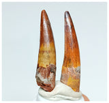 1157 - Gem Grade Set of 2 Juvenile Spinosaurus aegyptiacus Dinosaur Teeth