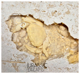 J183 - Huge Fossil Crab (Potamon) Preserved in Travertine - Turkey Location