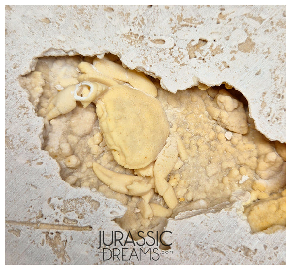 J183 - Huge Fossil Crab (Potamon) Preserved in Travertine - Turkey Loc ...