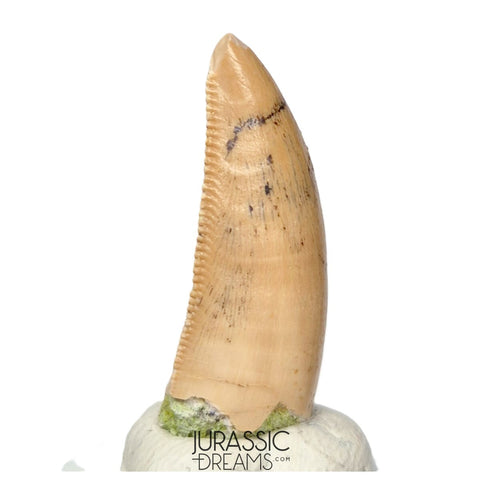 S164 - Large Majungasaurus crenatissimus Abelisaurid Dinosaur Tooth with Unusual Green Sandstone matrix on its base