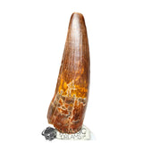 20168 - Finest Grade Spinosaurus aegyptiacus Dinosaur Tooth - Cretaceous KemKem Beds