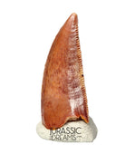 S128 - Gem Grade Abelisaurid (cf Rugops sp) Dinosaur Tooth - Cretaceous KemKem Beds