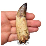 S491 - Museum Grade Fully Rooted Sarcosuchus imperator Crocodile Tooth - Cretaceous Elrhaz Fm