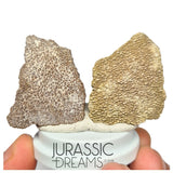 J286- Exceedingly Rare Set of 2 Large Saltasaurus Titanosaur Egg Shells - Late Cretaceous Anacleto Fm