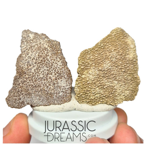 J286- Exceedingly Rare Set of 2 Large Saltasaurus Titanosaur Egg Shells - Late Cretaceous Anacleto Fm