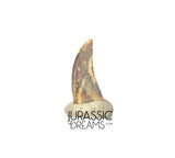 S417 - Top Rare Acheroraptor temertyorum (Dromaeosaurid Raptor Theropod) Dinosaur Tooth - Lance Creek Fm