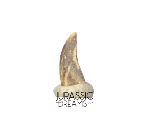 S417 - Top Rare Acheroraptor temertyorum (Dromaeosaurid Raptor Theropod) Dinosaur Tooth - Lance Creek Fm