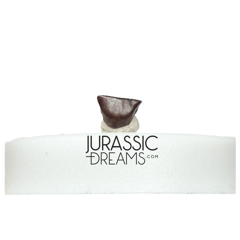 J435- Lovely Tiny Thescelosaurus sp Ornithischian Dinosaur Tooth - Late Cretaceous - Lance Fm