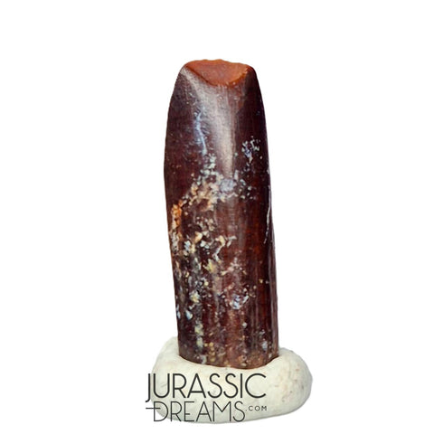 S169 - Top Rare Finest Quality Nigersaurus taqueti (Rebbachisaurid) Sauropod Dinosaur Tooth