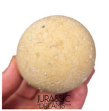 J339 - Rare Fossil Egg of Giant Tortoise Aldabrachelys abrupta - Holocene from Madagascar