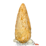 J516 - Nicely Preserved Spinosaurus aegyptiacus Dinosaur Foot Claw - Red Sanstone Beds