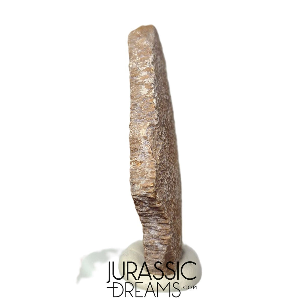 Exceedingly Rare Saltasaurus Titanosaur Egg Shell - Cretaceous ...