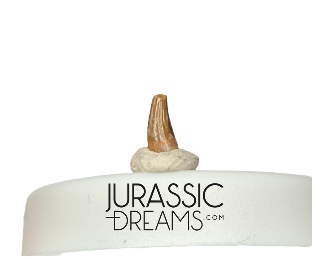 S345 - Exceedingly Rare Paronychodon caperatus (Troodontid Theropod) Dinosaur Tooth - Lance Fm