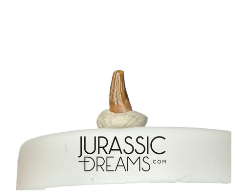 S345 - Exceedingly Rare Paronychodon caperatus (Troodontid Theropod) Dinosaur Tooth - Lance Fm