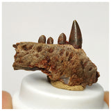 J104 - Museum Grade  Undescribed Pseudosuchia "Dog-faced Crocodile" Partial Maxillary