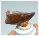 1057 - Gem Grade Carcharodontosaurus saharicus 1.45'' Dinosaur Tooth