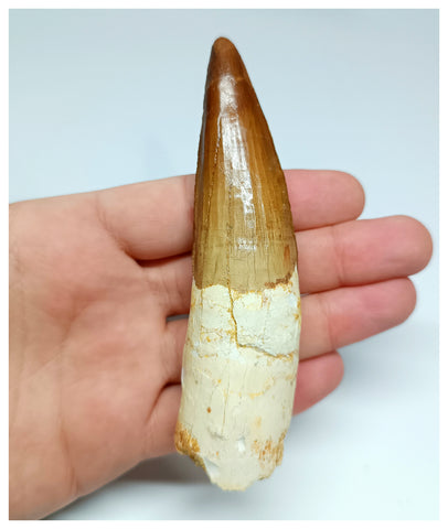 1146 -Amazing Large Spinosaurus aegyptiacus Dinosaur Tooth