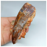 1037 - Huge Carcharodontosaurus saharicus 3.34'' Dinosaur Tooth in Natural Matrix