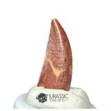 20218 - Gem Grade Abelisaurid Dinosaur Tooth - Cretaceous KemKem Beds