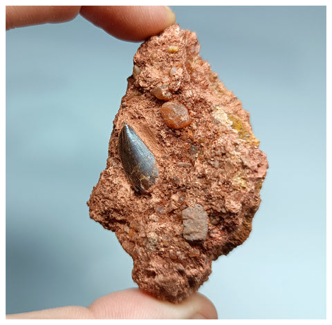 1180 - Amazing Upper Cretaceous Abelisaurid Tooth in Natural Matrix