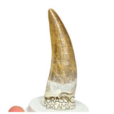 S43 - Finest Quality Large Suchomimus tenerensis Spinosaurid Dinosaur Tooth