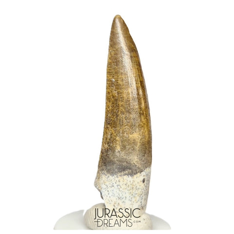 S62 - Finest Quality Suchomimus tenerensis Spinosaurid Dinosaur Tooth