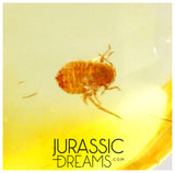 J391 - Museum Grade Midge LAYING EGGS & APHID Fossil Inclusion Genuine BALTIC AMBER + HQ Picture