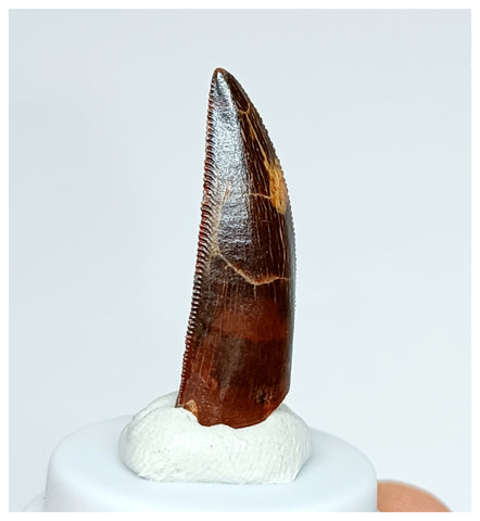 1026 - Gem Grade Abelisaurid 1.14'' Dinosaur Tooth