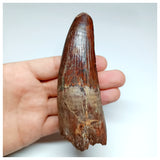 1043 - Massive Rooted Spinosaurus aegyptiacus 4.72'' Dinosaur Tooth