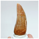 1007- Pathological Carcharodontosaurus saharicus Tooth with Double Mesial Carina