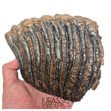 S236 - Nicely Preserved Huge Ice Age Woolly Mammoth (Mammuthus primigenius) Upper Molar Tooth