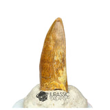 20148 - Nicely Preserved Kryptops palaios Abelisaurid Theropod Dinosaur Tooth