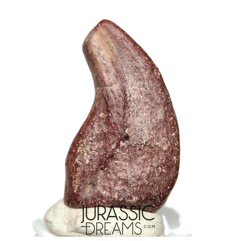 J223 - Top Rare Killer Unidentified Theropod Dinosaur Claw - Lower Cretaceous Elrhaz Fm