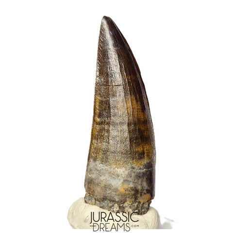 S388 - Finest Quality Suchomimus tenerensis Spinosaurid Dinosaur Tooth WITH VISIBLE CARINA