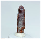 1070 -Nicely Preserved Rebbachisaurus garasbae Diplodocoid Sauropod Dinosaur Tooth