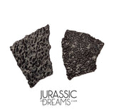 J282 - Exceedingly Rare Hadrosaurid (cf Maisaura peeblesorum) Set of 2 Egg Shells - Late Cretaceous Two Medicine Fm