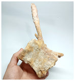 1144 - Amazing Complete Spinosaurus Dinosaur Caudal (Tail) Vertebra Bone Cretaceous KemKem