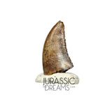 S91 - Nicely Preserved Dromaeosaurid Raptor Theropod Dinosaur Tooth - Judith River Fm