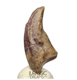 J278 - Top Rare Killer Unidentified Theropod Dinosaur Claw - Lower Cretaceous Elrhaz Fm