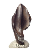 J430 - Finest Quality Large Triceratops horridus three-horned Dinosaur Tooth - Late Cretaceous - Lance Fm