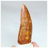 1011 - Gem Grade Large Carcharodontosaurus saharicus 3.62'' Dinosaur Tooth