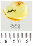 J35 - SUPERB Ant Formicidae Fossil Inclusion Genuine BALTIC AMBER + HQ Picture