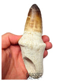 S249 - Stunning Enormous Prognathodon Curii (Mosasaur) Rooted Tooth - Late Cretaceous Rare Mosasaur Species