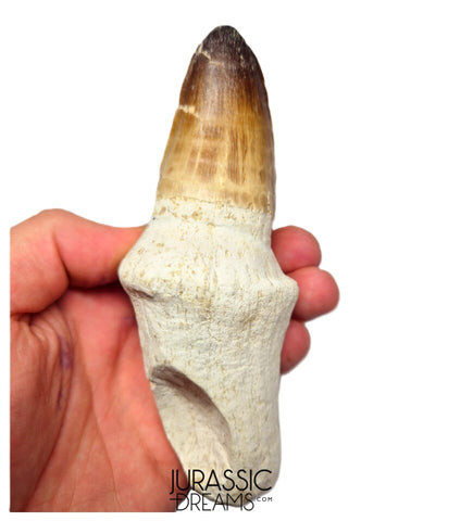 S249 - Stunning Enormous Prognathodon Curii (Mosasaur) Rooted Tooth - Late Cretaceous Rare Mosasaur Species