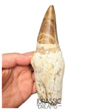 S317 - Outstanding "Mosasaurus hoffmanni" Rooted Tooth - Late Cretaceous - Rare Mosasaur Species