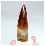 1022 - Gem Grade Spinosaurus aegyptiacus 3.22'' Dinosaur Tooth