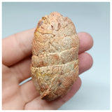 1116 - Coprolite with Digested Fish Scales from Icthyophagous Reptile-Dinosaur