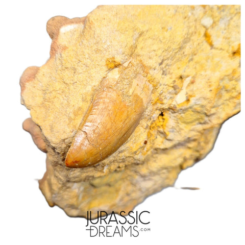 J105 - Carcharodontosaurus saharicus Dinosaur Tooth Partially Rooted in Natural Matrix