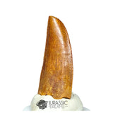 20203 - Unusual Large Abelisaurid Dinosaur Tooth - Cretaceous KemKem Beds