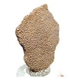 J122 - Exceedingly Rare Saltasaurus Titanosaur Egg Shell - Late Cretaceous Anacleto Fm